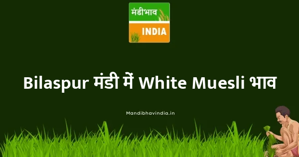 White Muesli भाव